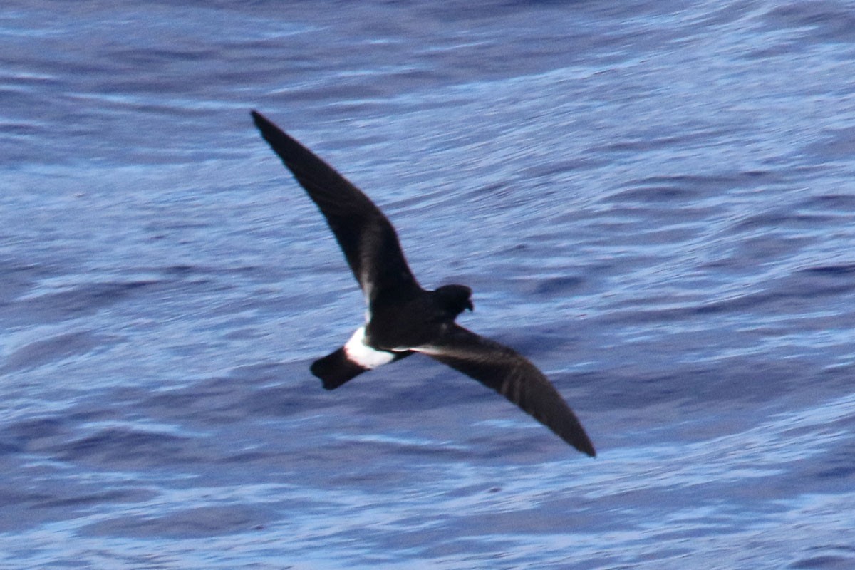 Band-rumped Storm-Petrel (Madeiran) - Noah Strycker