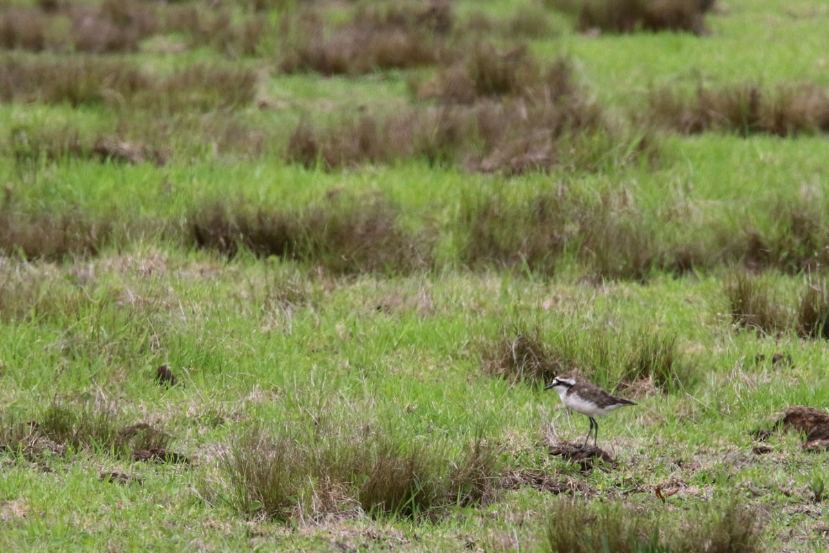 St. Helena Plover - ML97177541