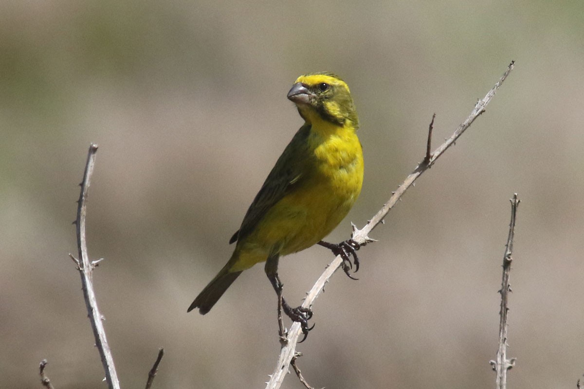 Yellow Canary - Noah Strycker