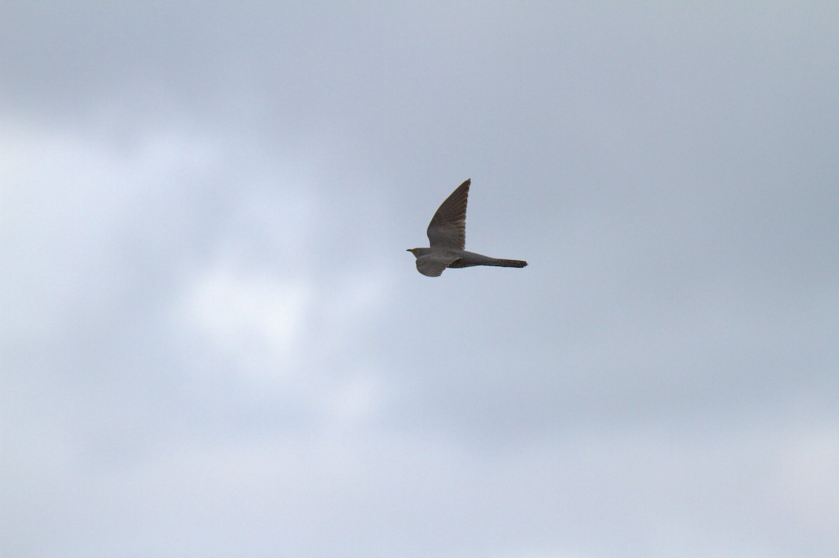 Common Cuckoo - ML97178691