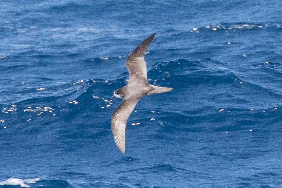 Bonin Petrel - ML97179251