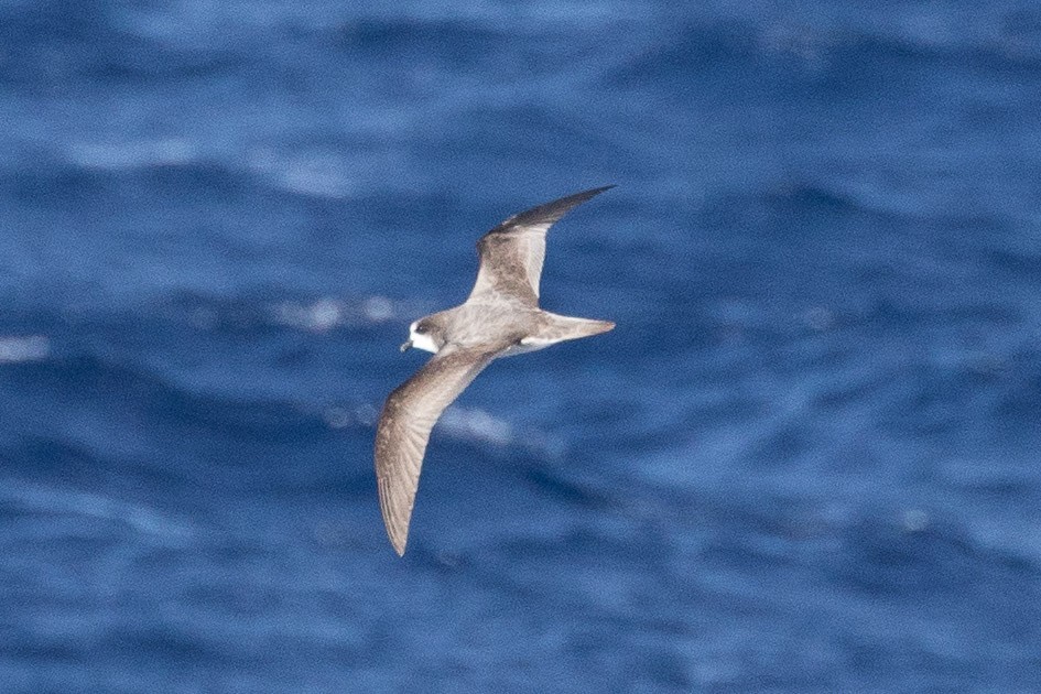 Bonin Petrel - Eric VanderWerf