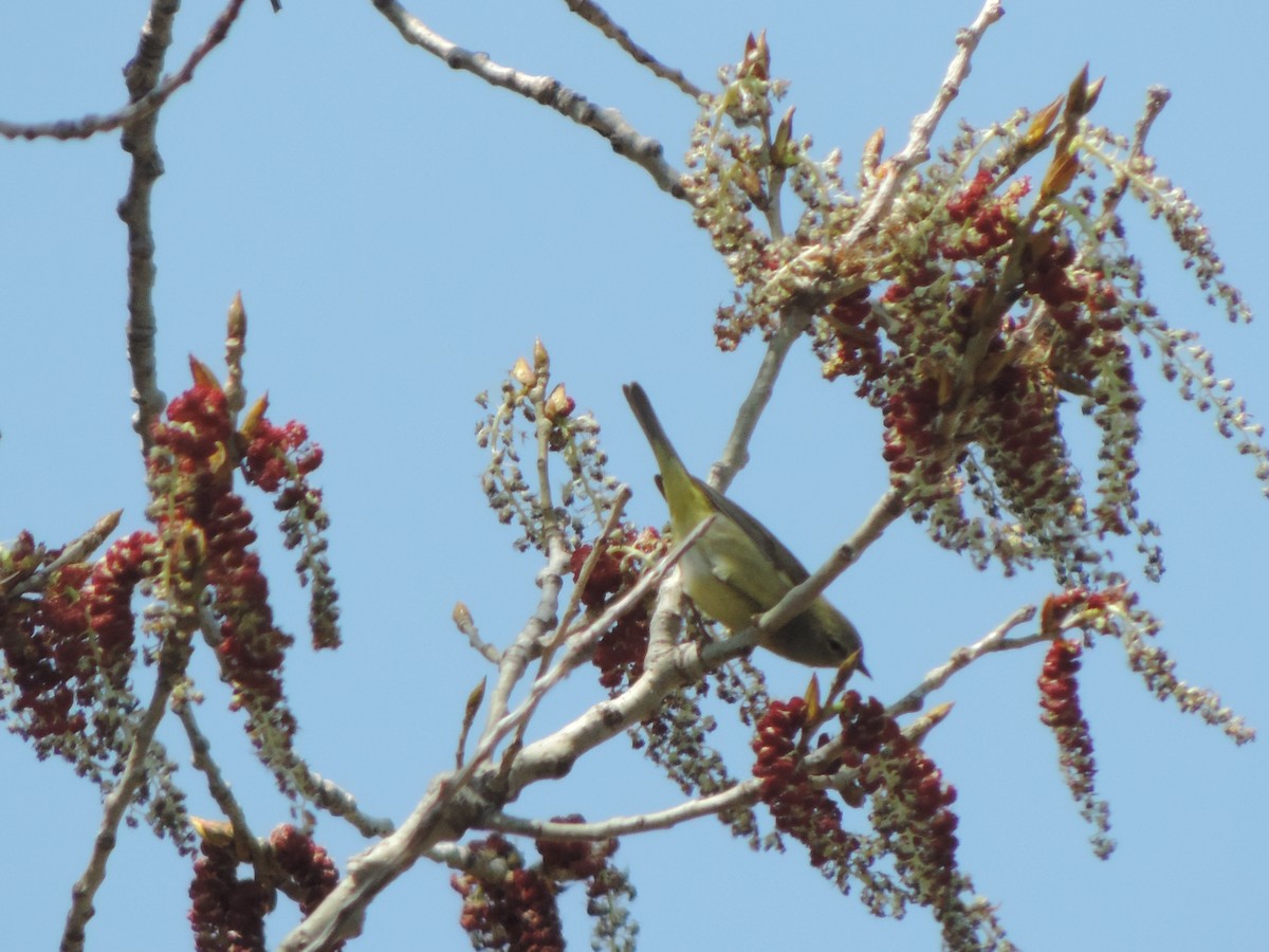 Orange-crowned Warbler - ML97180691