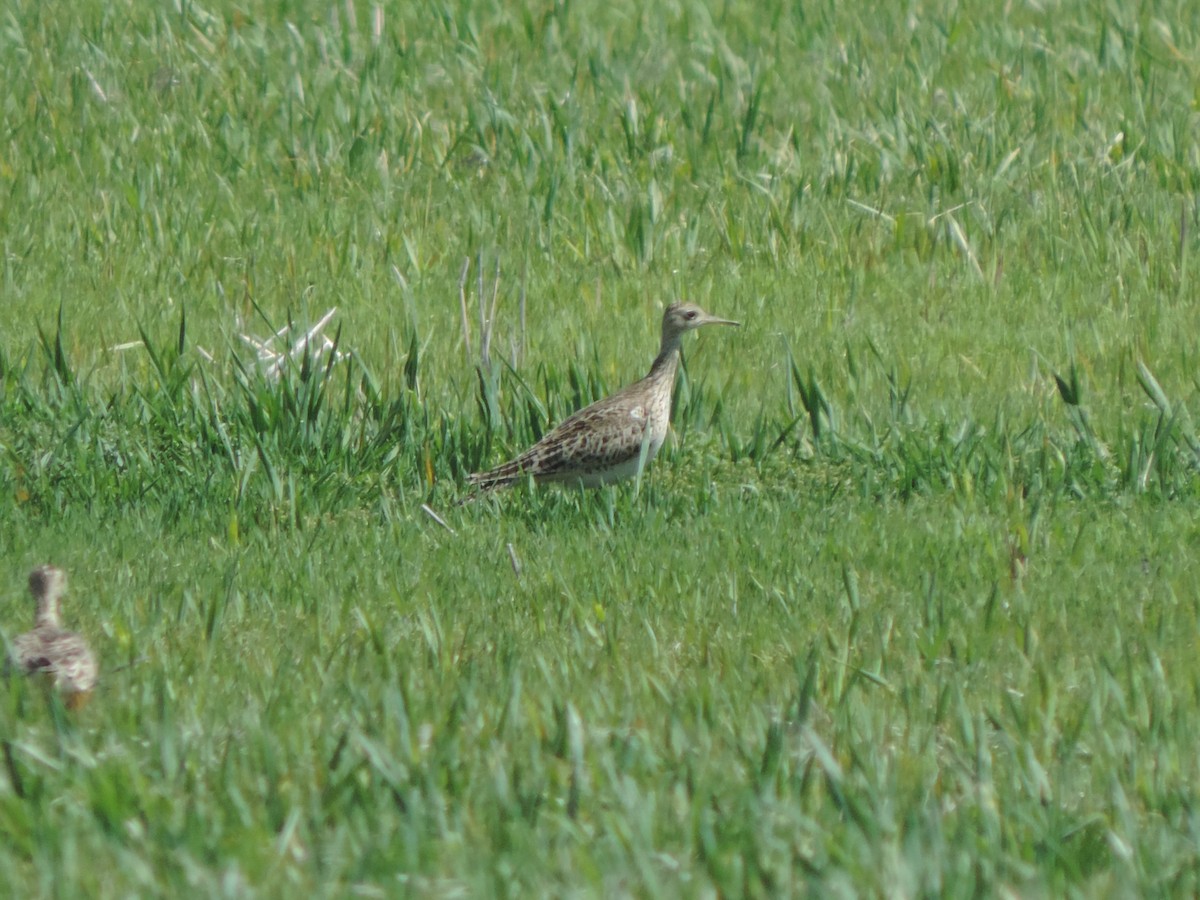 Upland Sandpiper - ML97182121