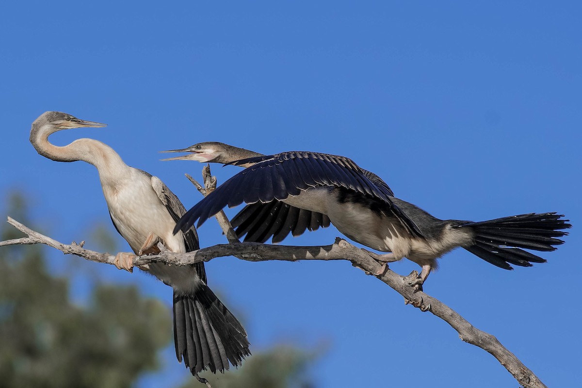 Austral-Schlangenhalsvogel - ML97182281