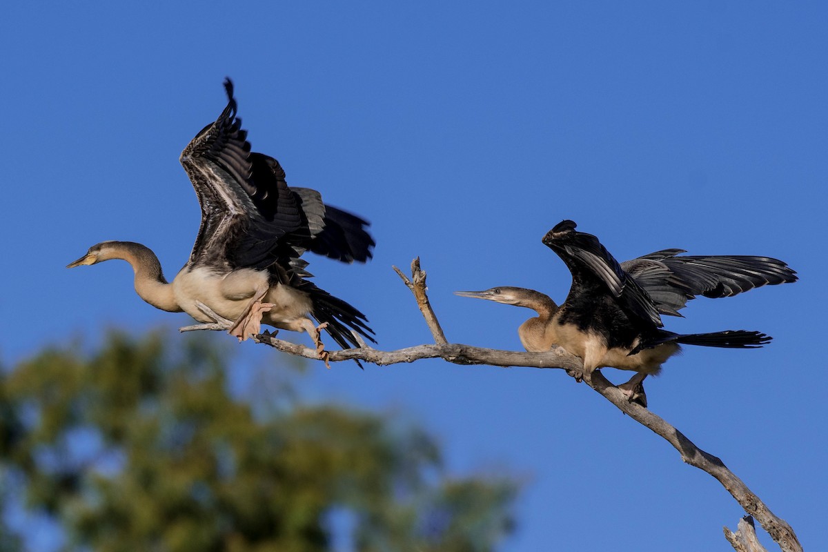 Austral-Schlangenhalsvogel - ML97182391