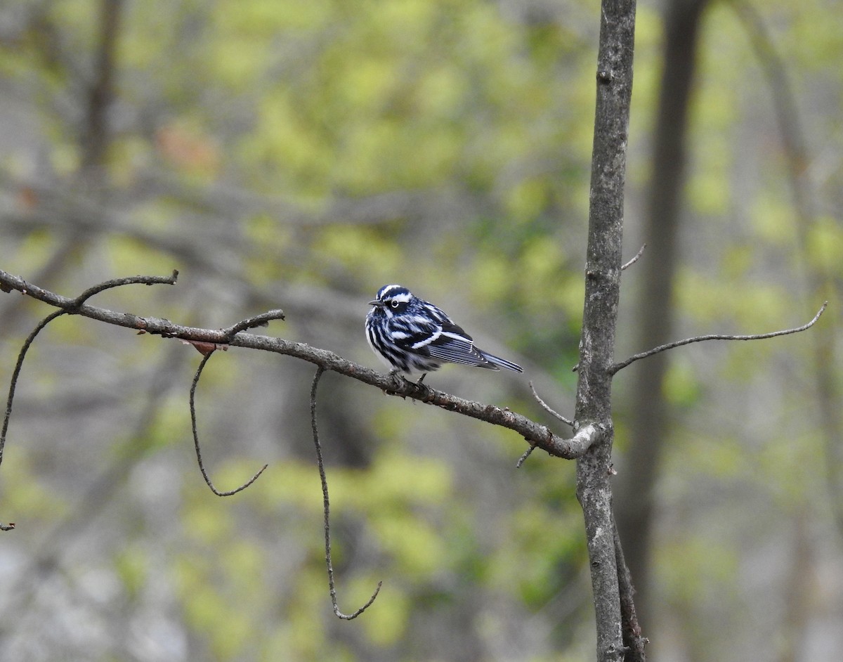 Black-and-white Warbler - ML97182521