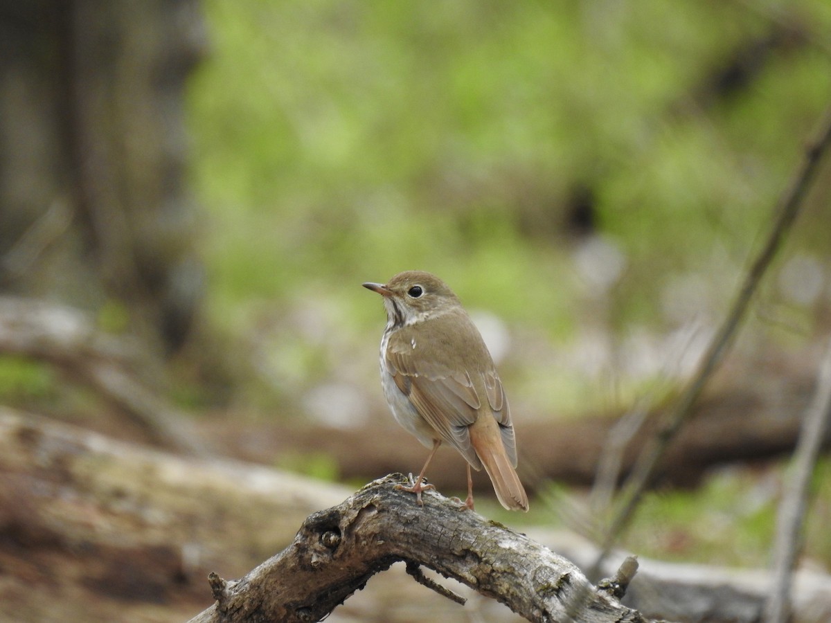 Hermit Thrush - ML97182651