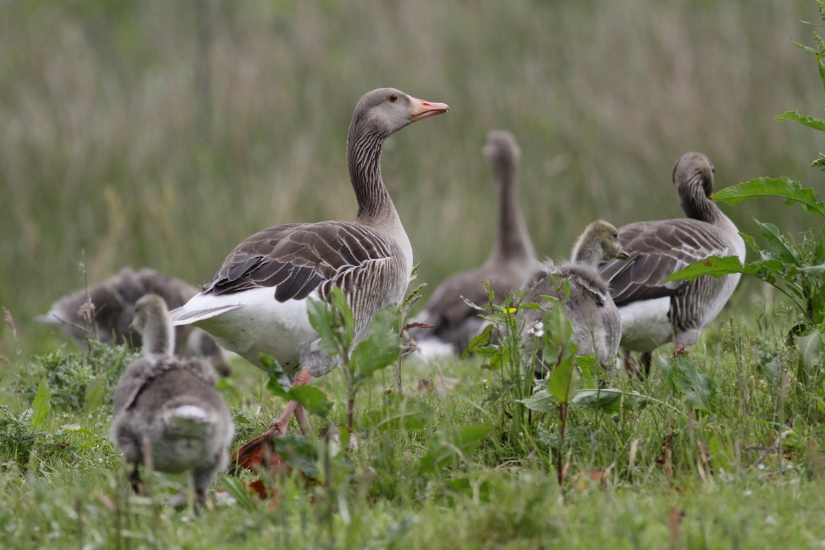 Graylag Goose (European) - ML97182741