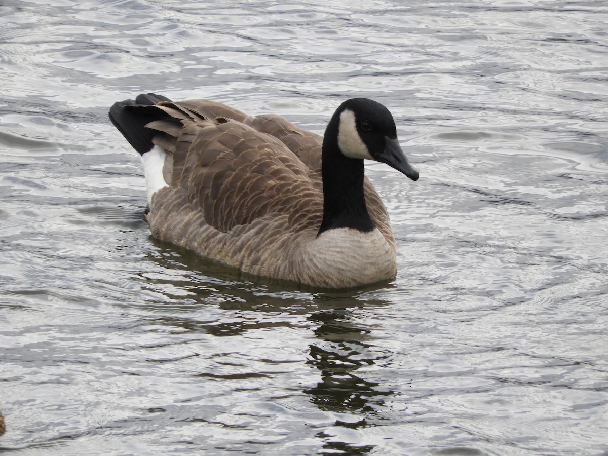 Canada Goose - Peter Olsoy