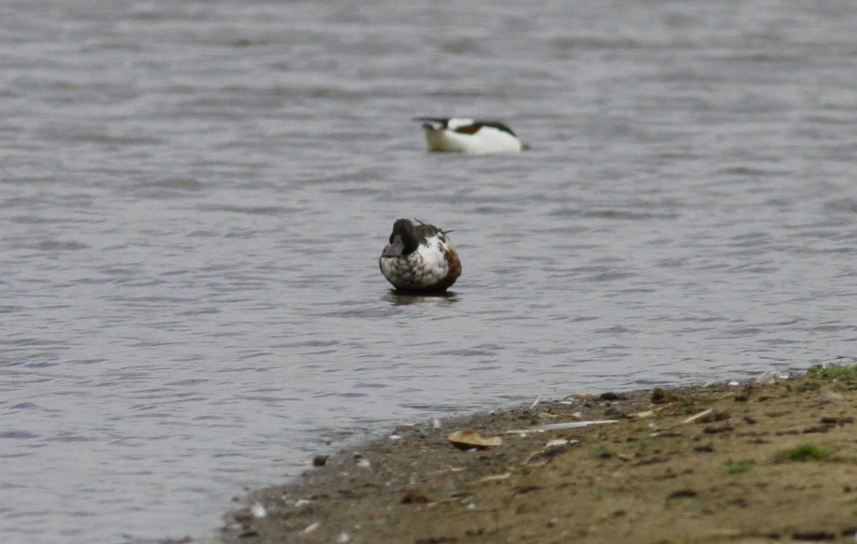 Northern Shoveler - ML97182951