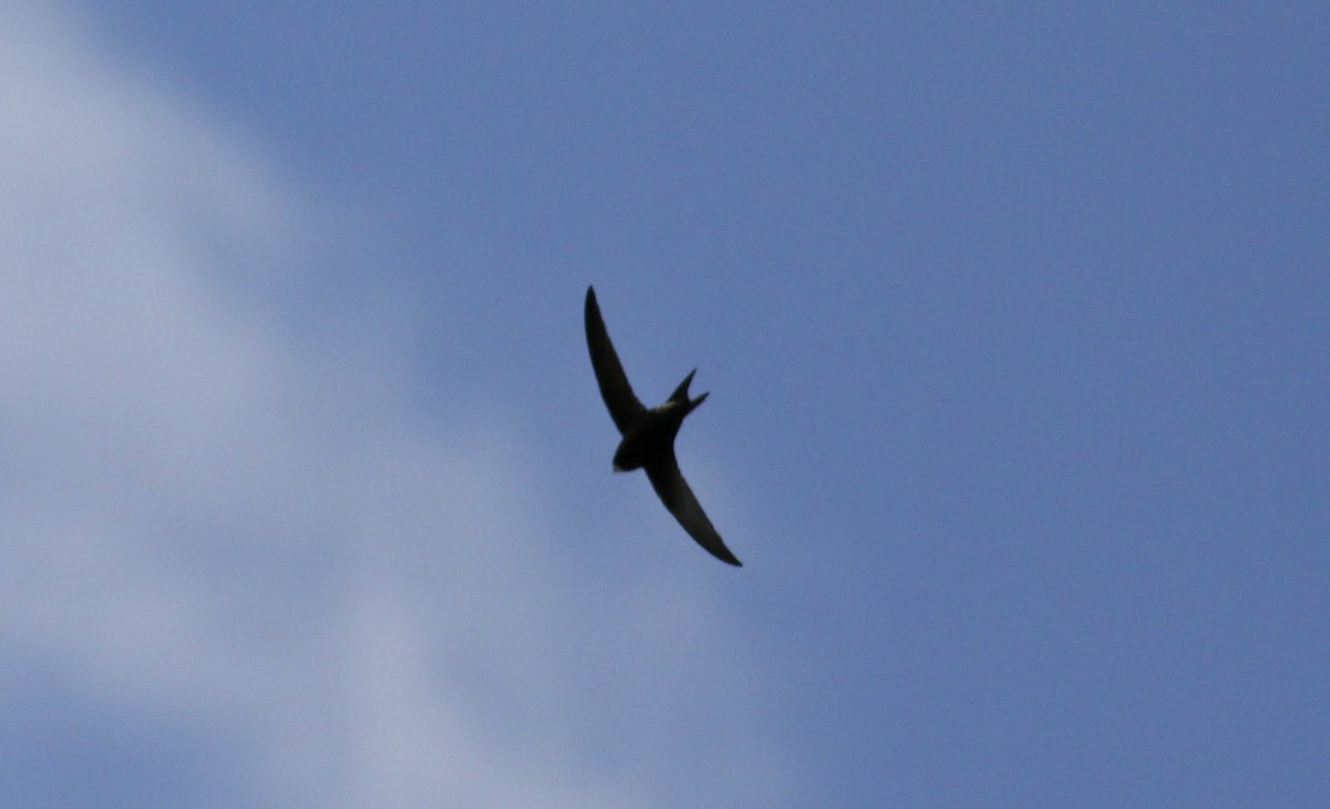 Common Swift - ML97184481