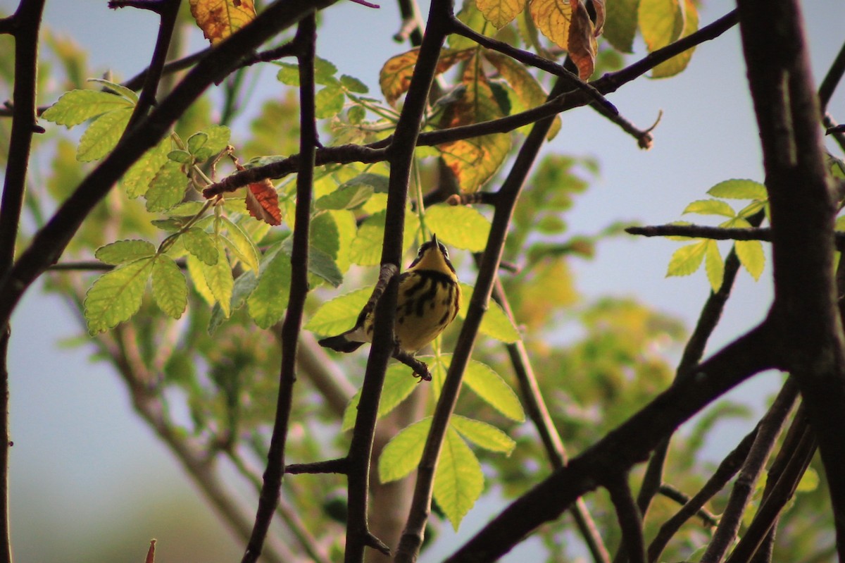 Magnolia Warbler - ML97184921