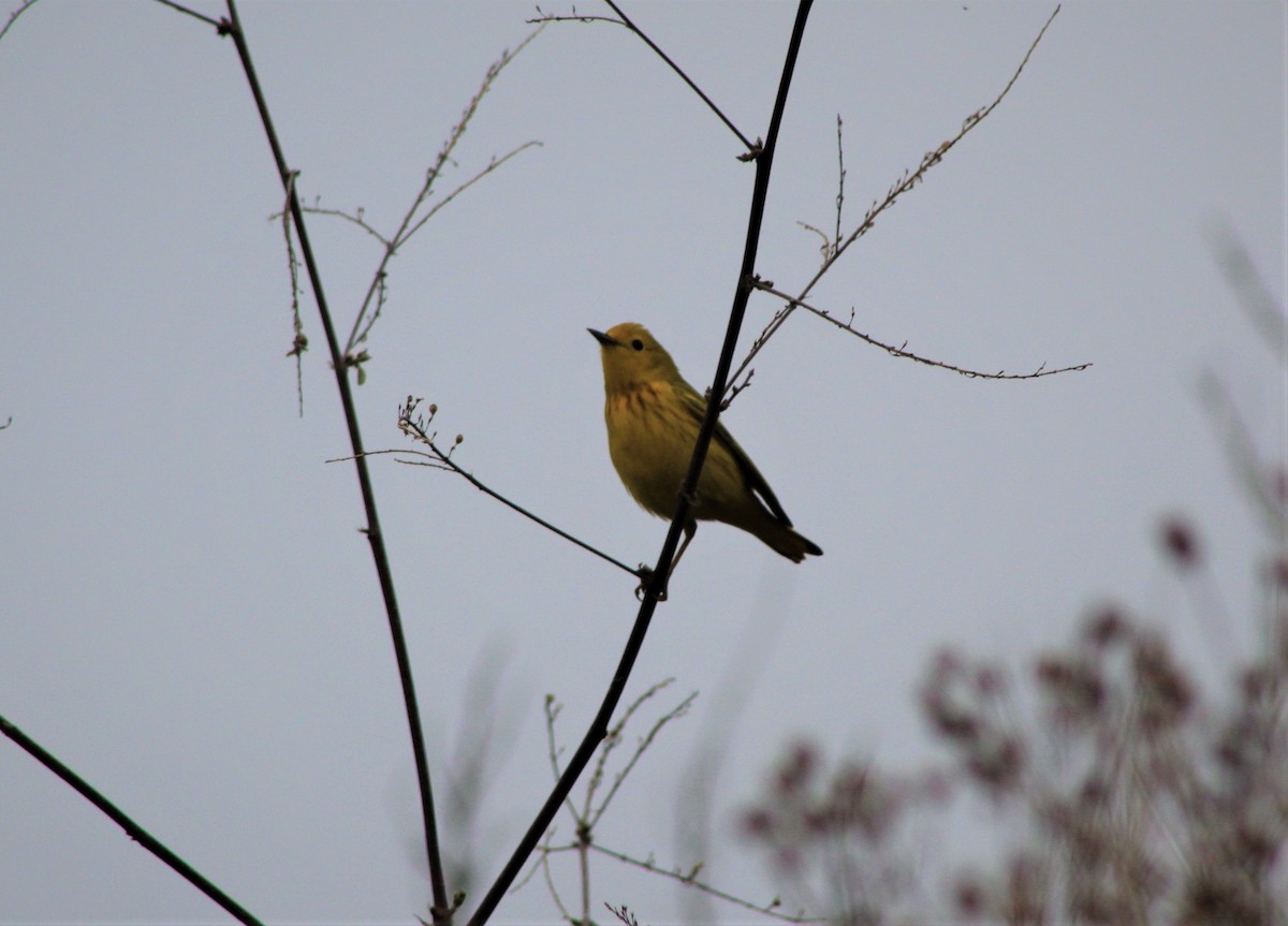 Yellow Warbler - ML97185151