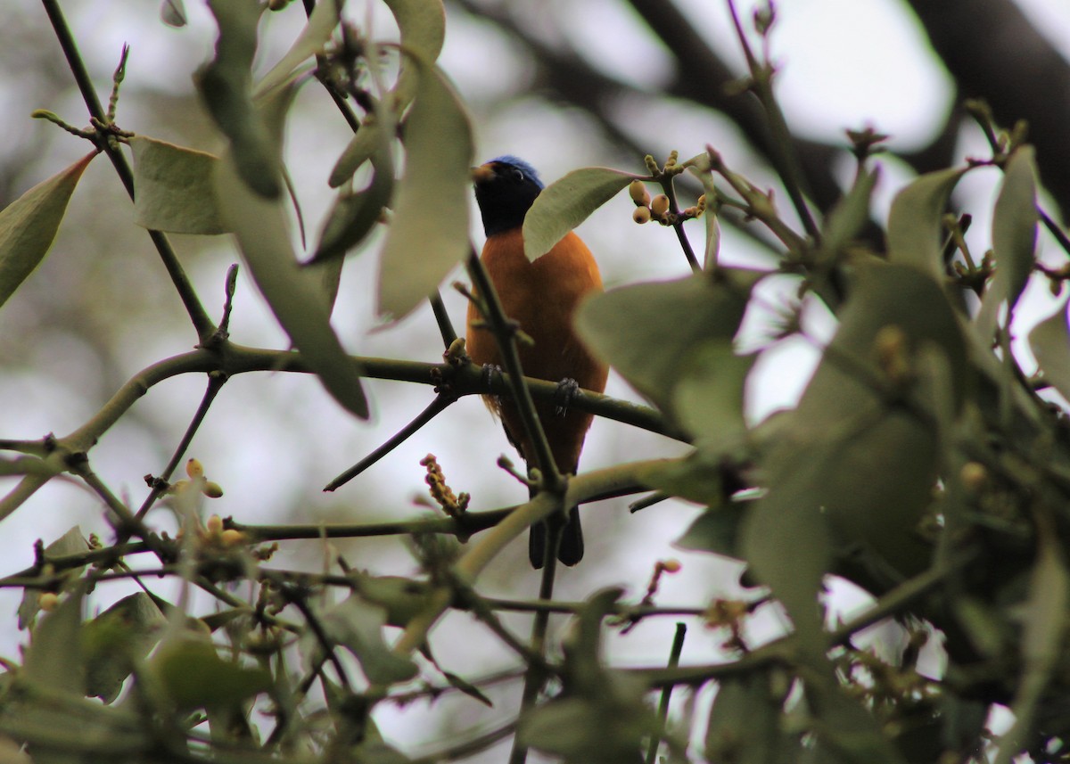 Elegant Euphonia - Marlon Calderon