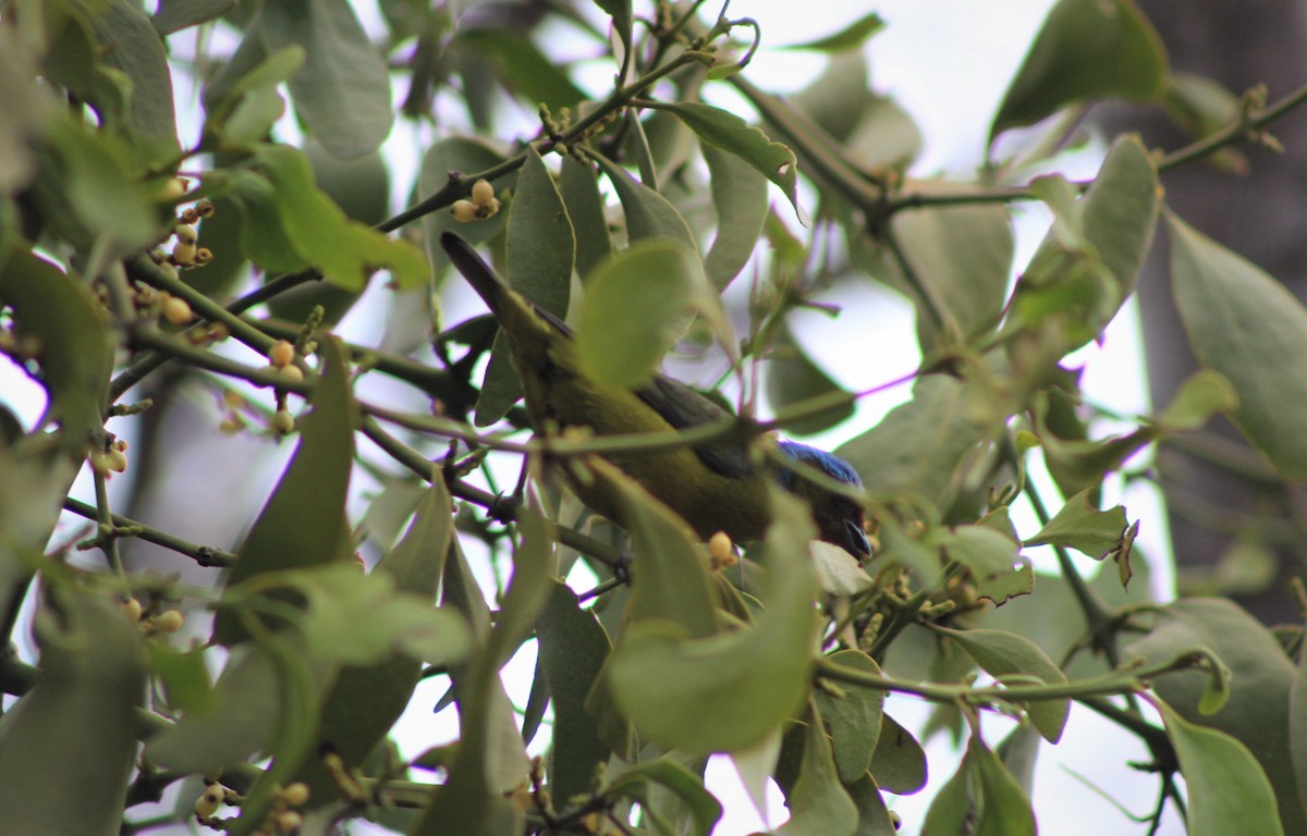 Elegant Euphonia - ML97186171