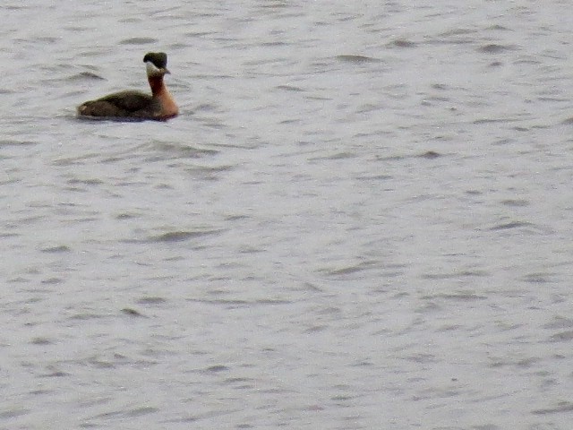 Red-necked Grebe - ML97186451