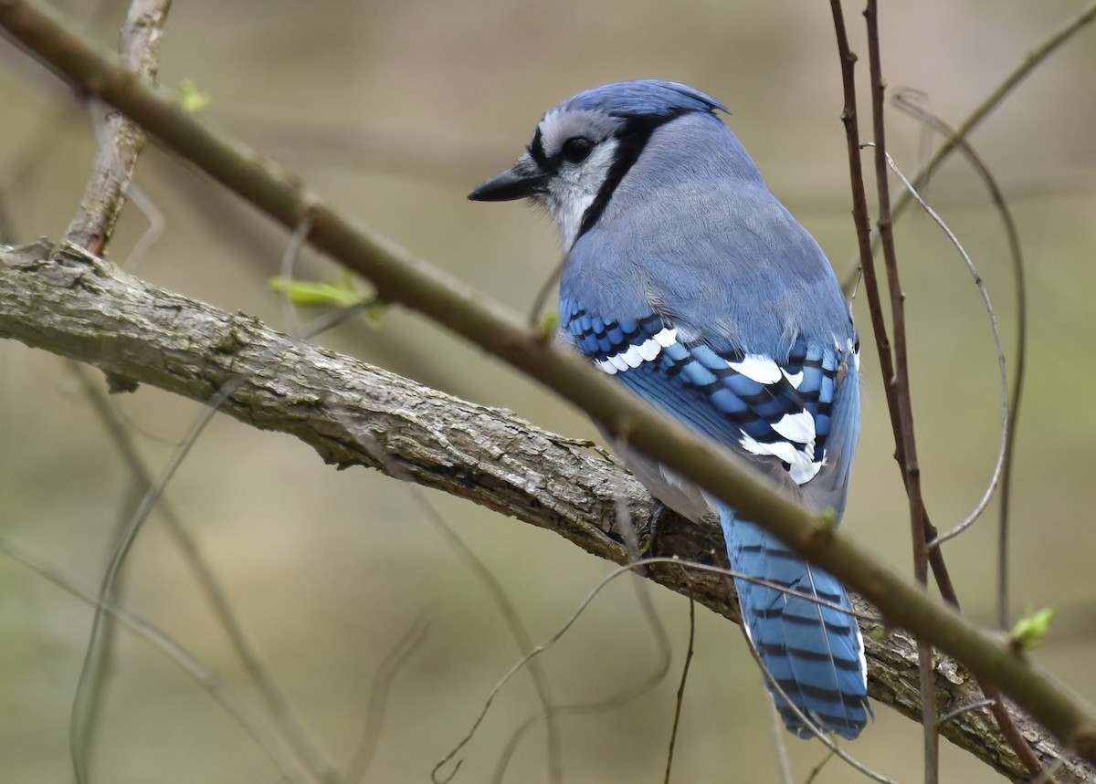 Blue Jay - Don Carbaugh