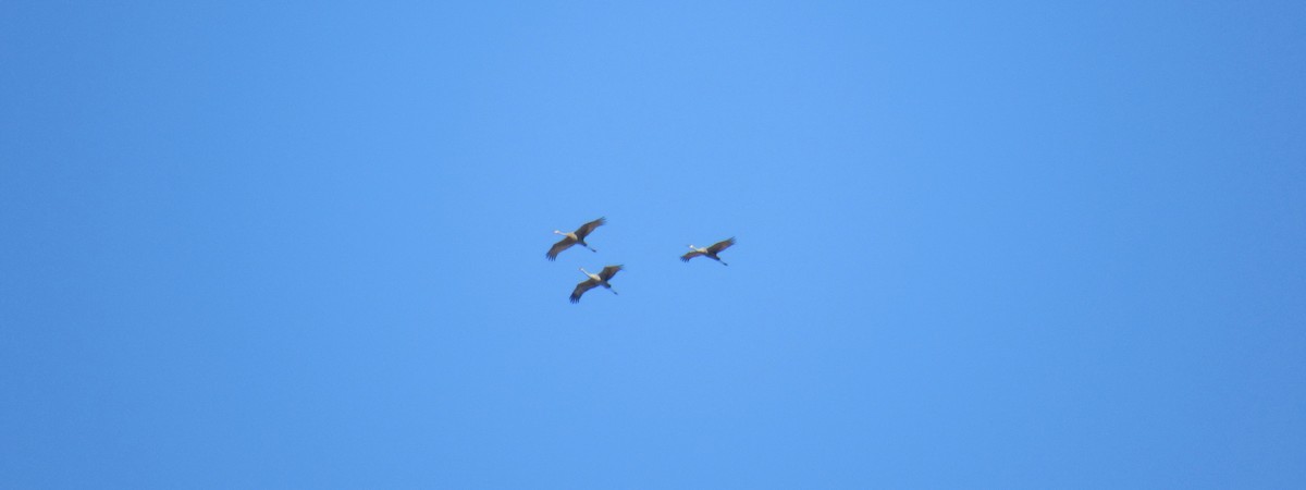 Sandhill Crane - ML97188561