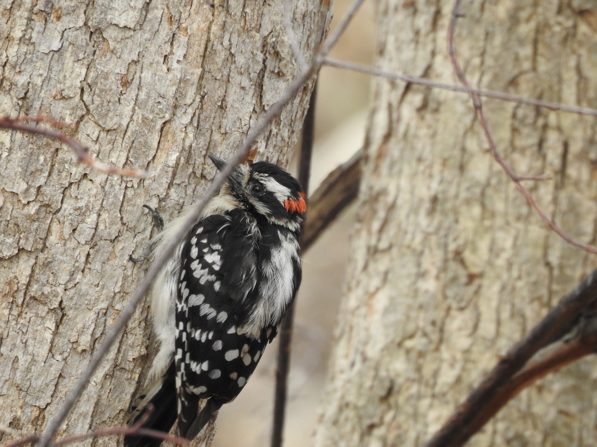 Downy Woodpecker - ML97189011