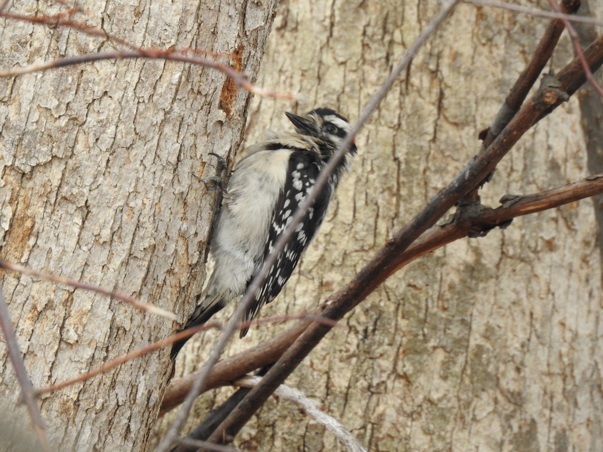 Downy Woodpecker - Richard Wood