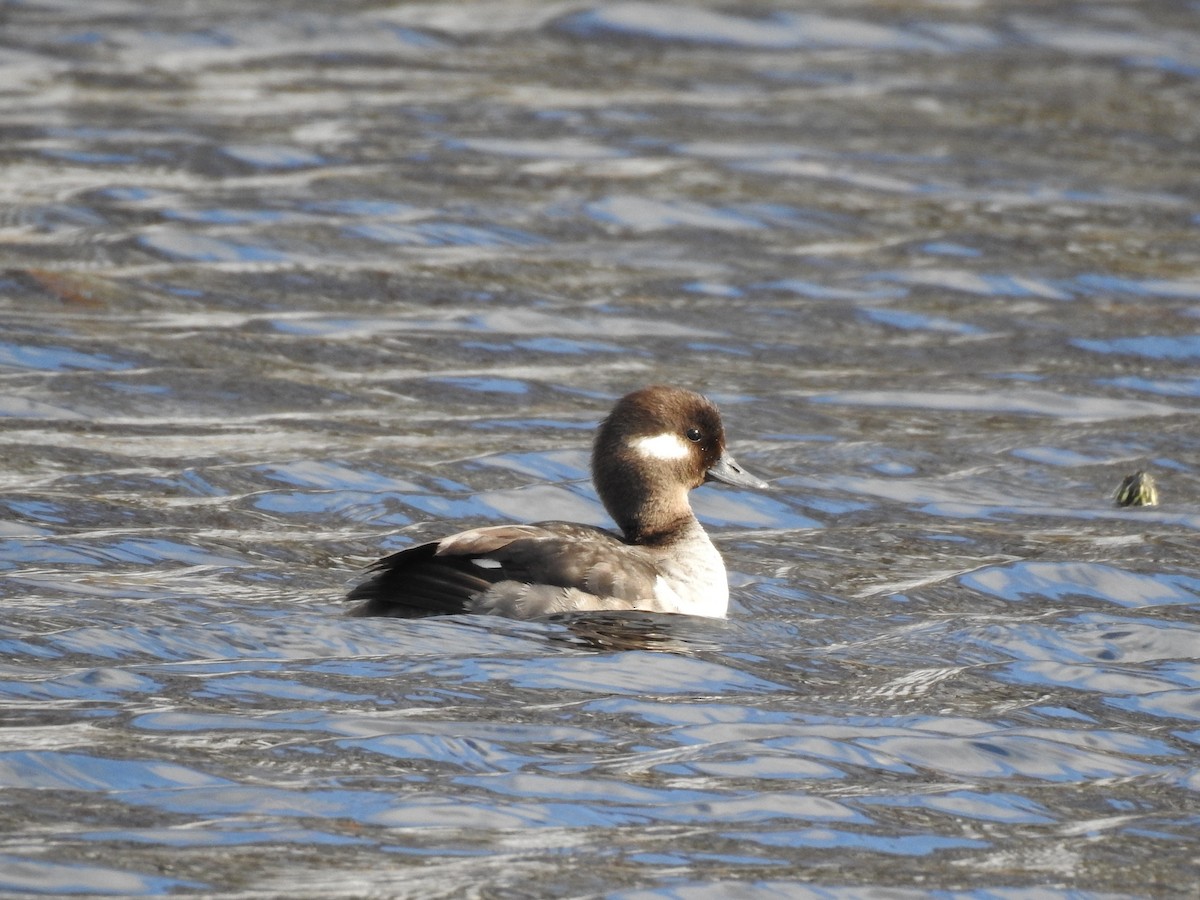 Bufflehead - ML97189201