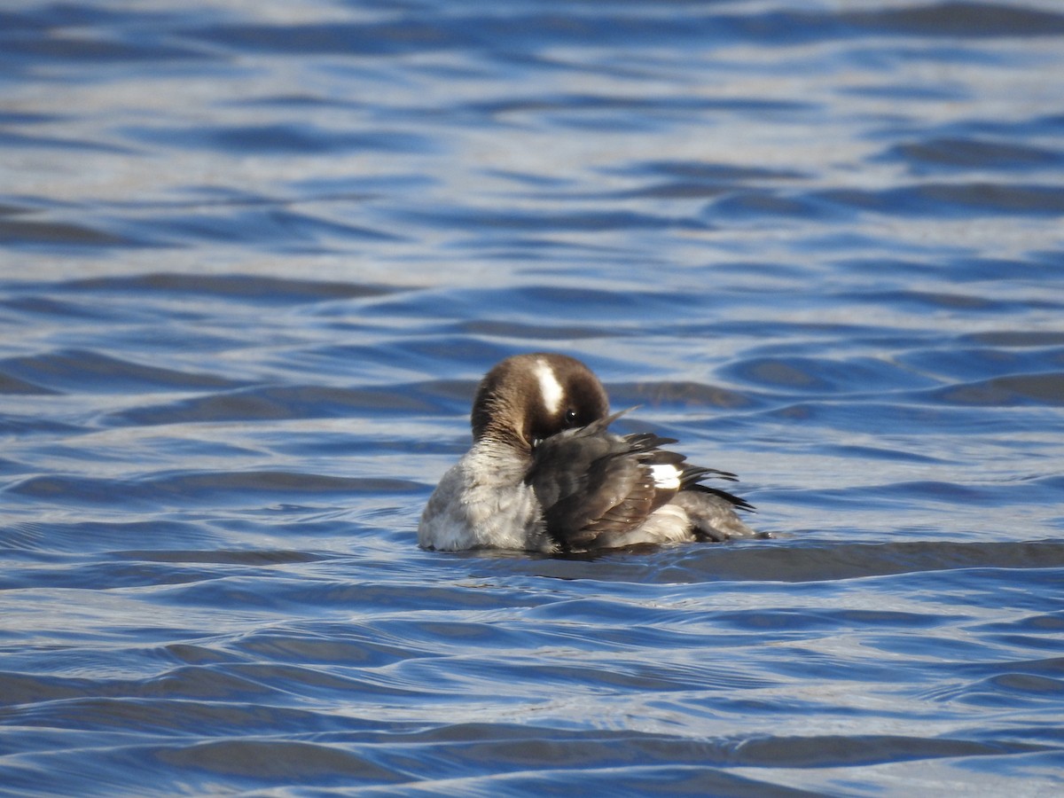 Bufflehead - ML97189261
