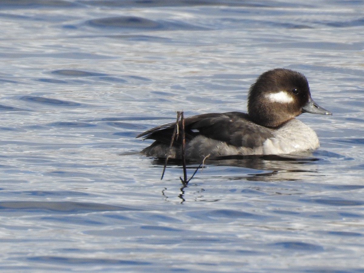 Bufflehead - ML97189311