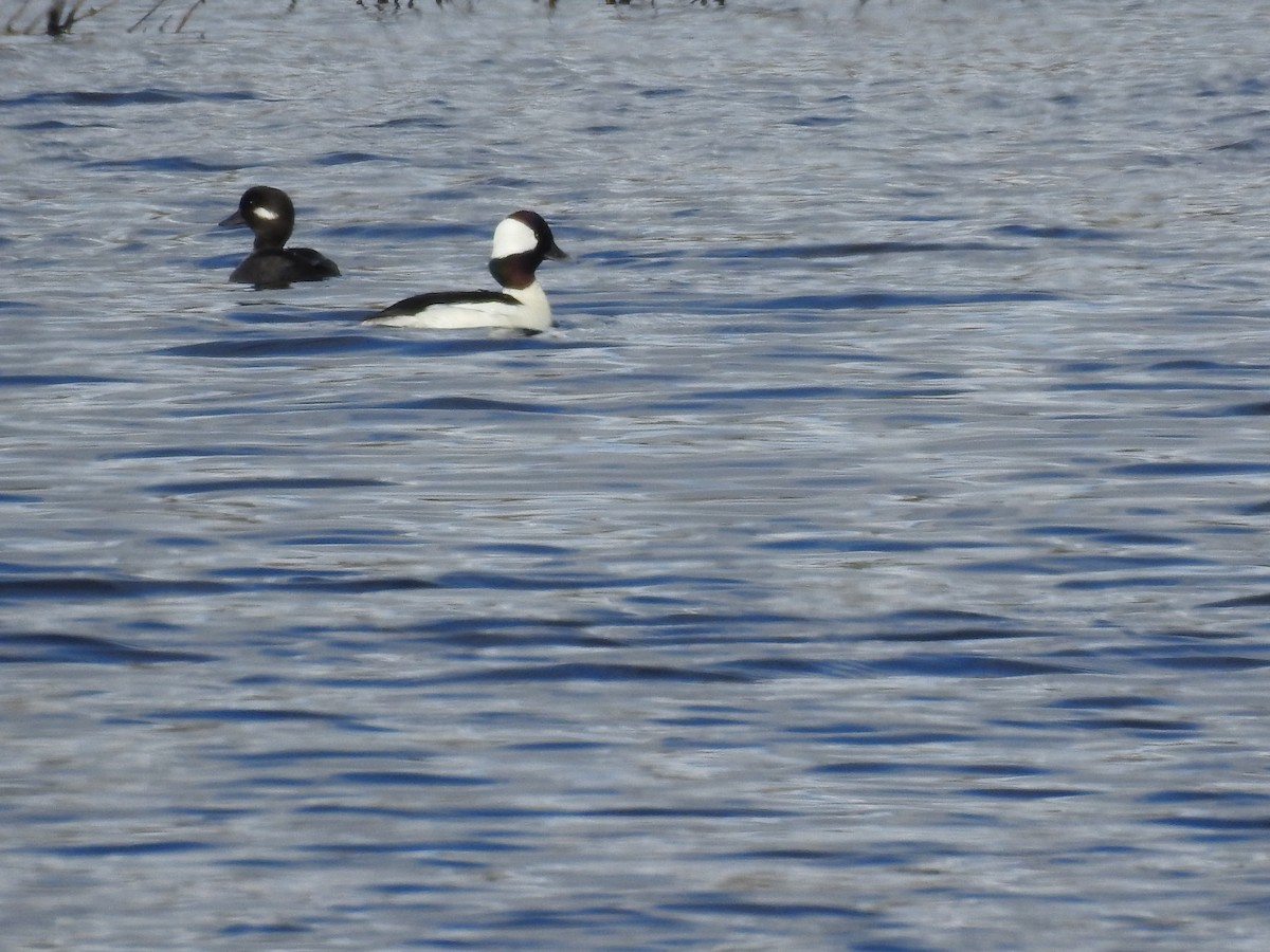 Bufflehead - ML97189461