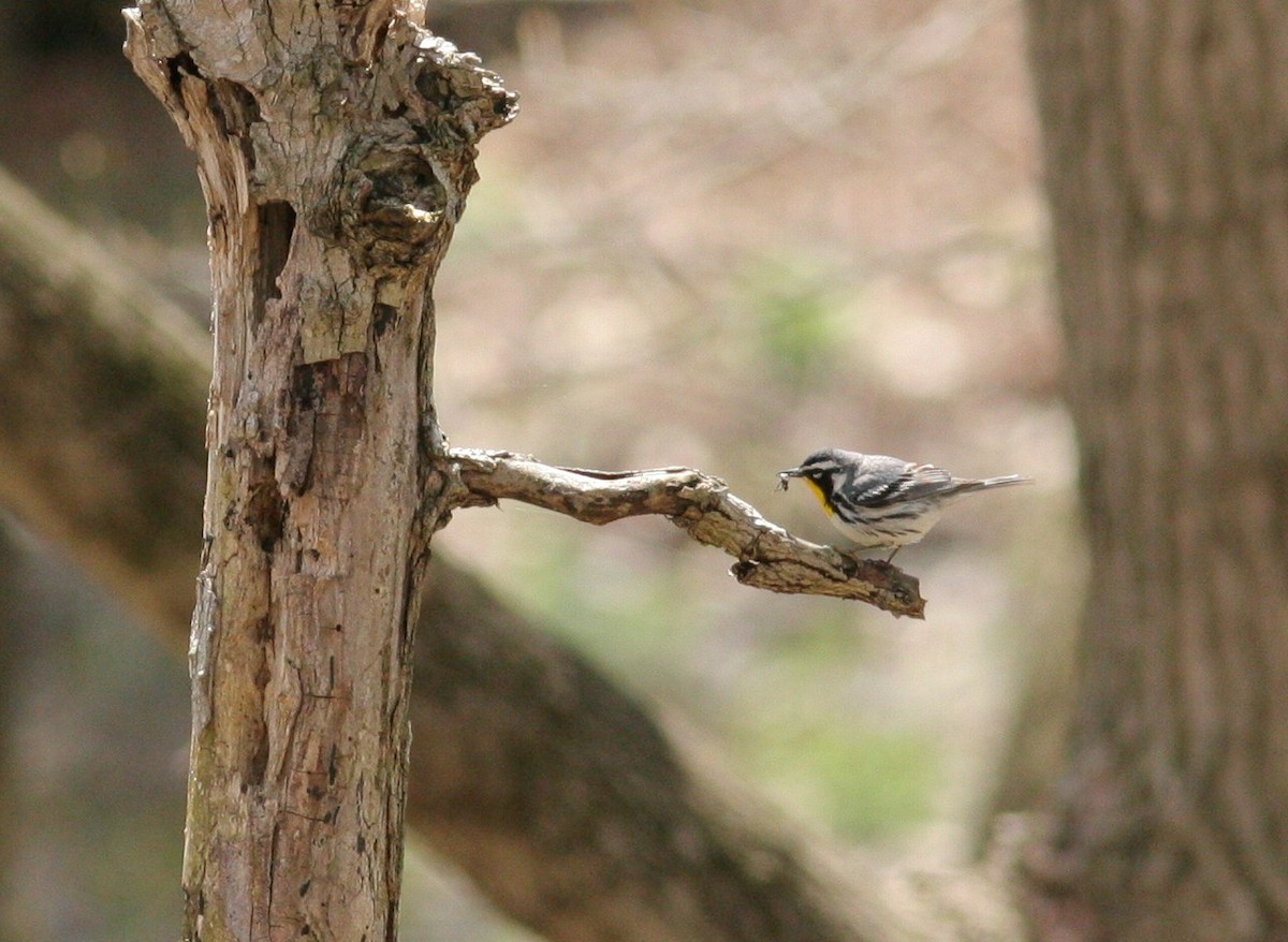 Yellow-throated Warbler - ML97190331