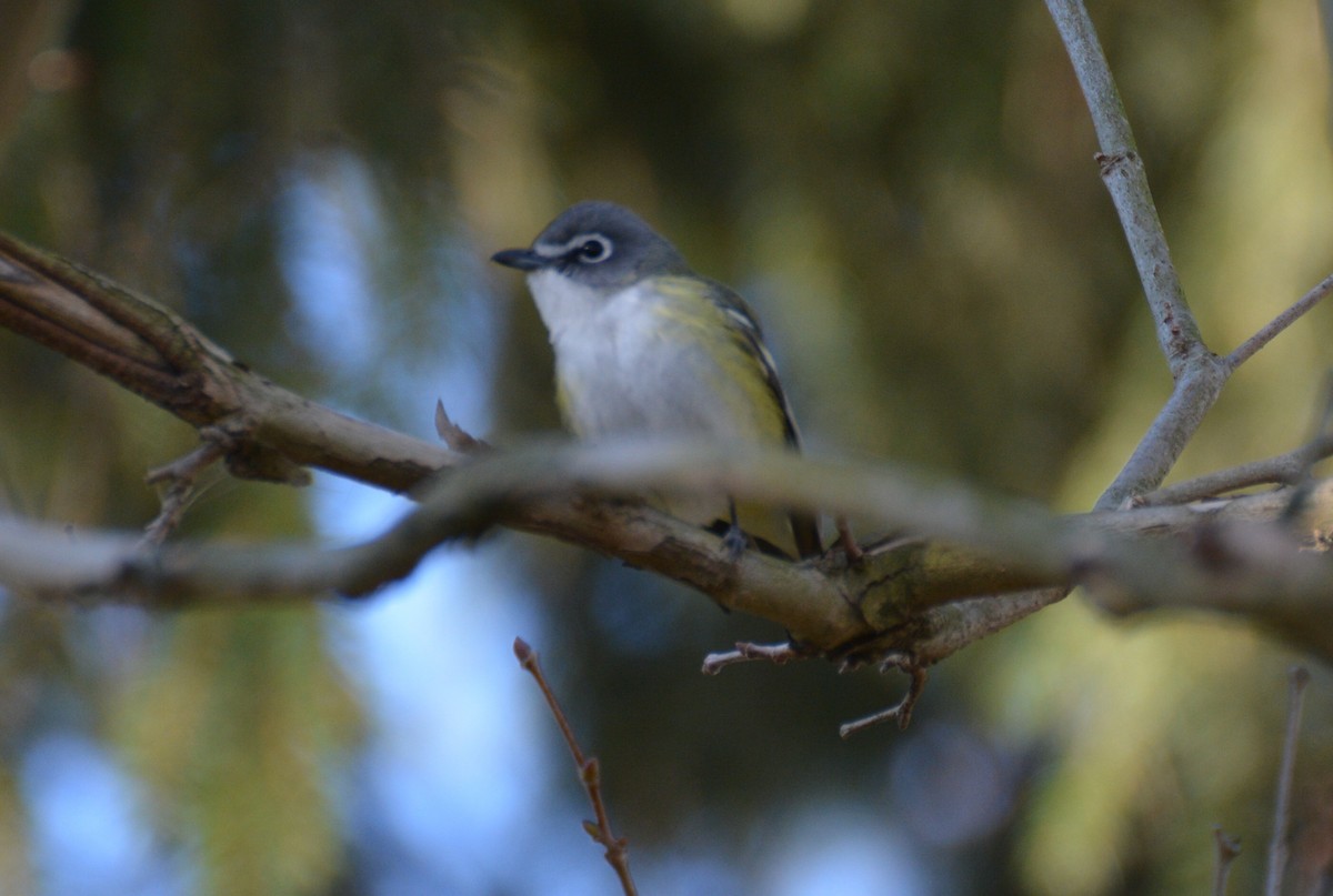 Viréo à tête bleue - ML97190441