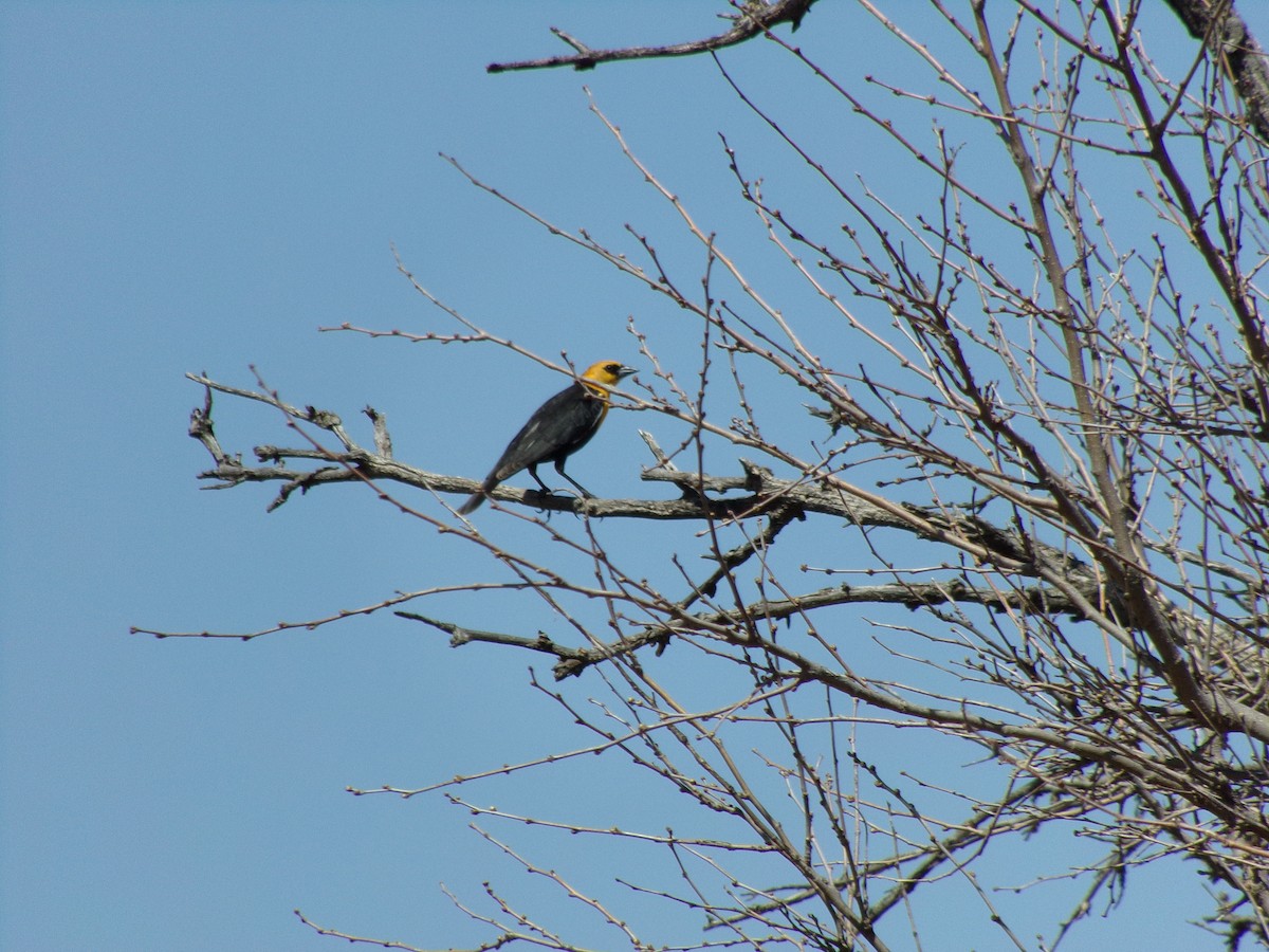 Yellow-headed Blackbird - ML97192281