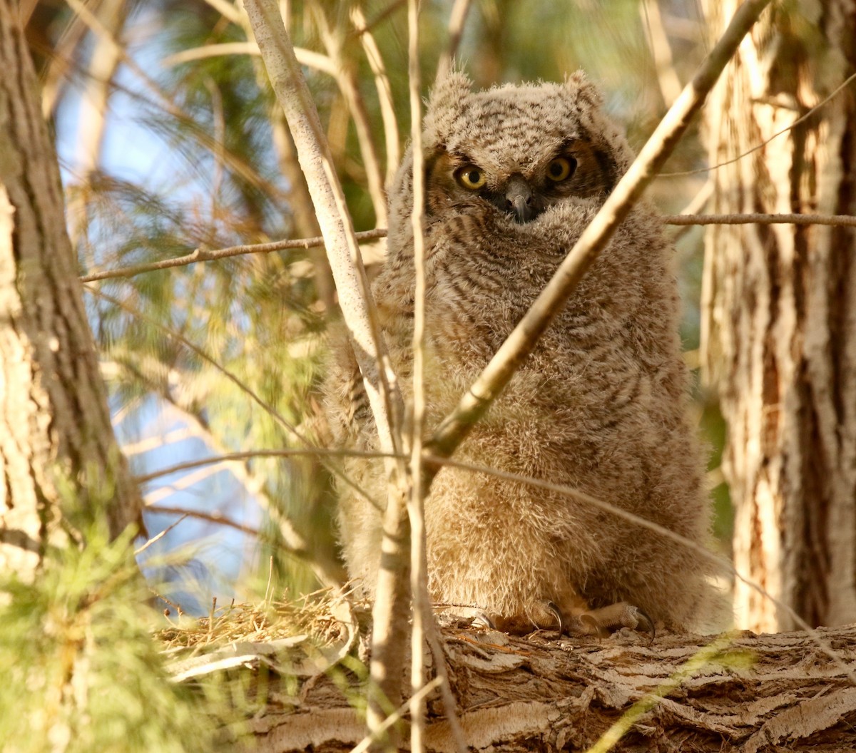 Great Horned Owl - ML97192341