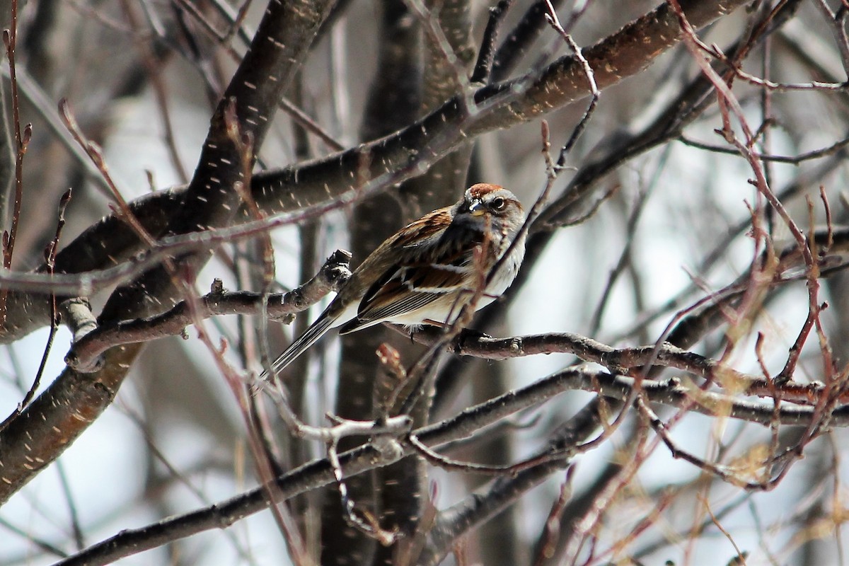 American Tree Sparrow - ML97192521