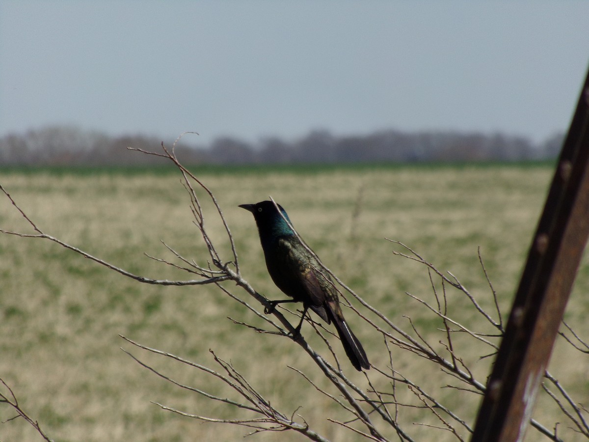 Common Grackle - ML97193231