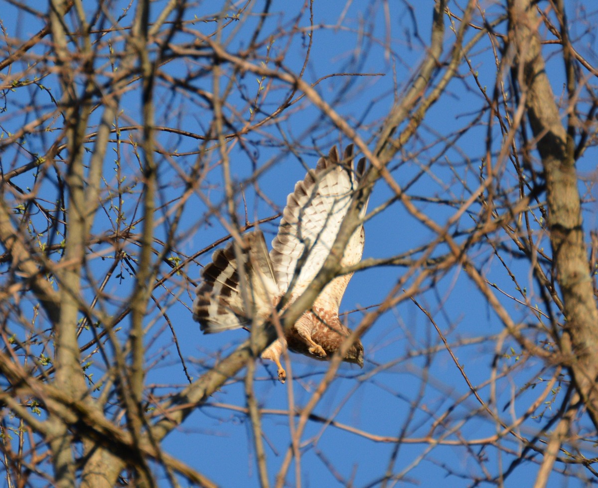 Broad-winged Hawk - ML97194371