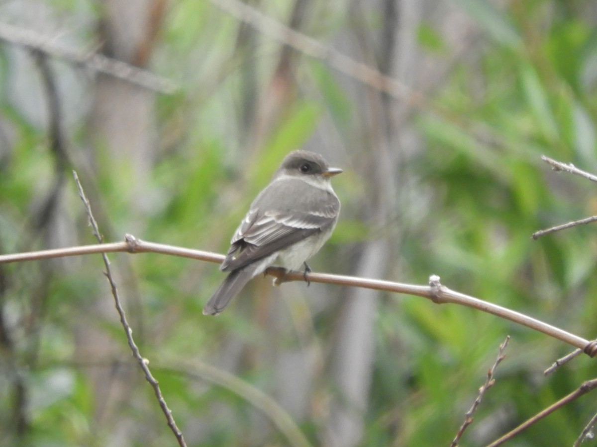 Western Wood-Pewee - Julie Szabo