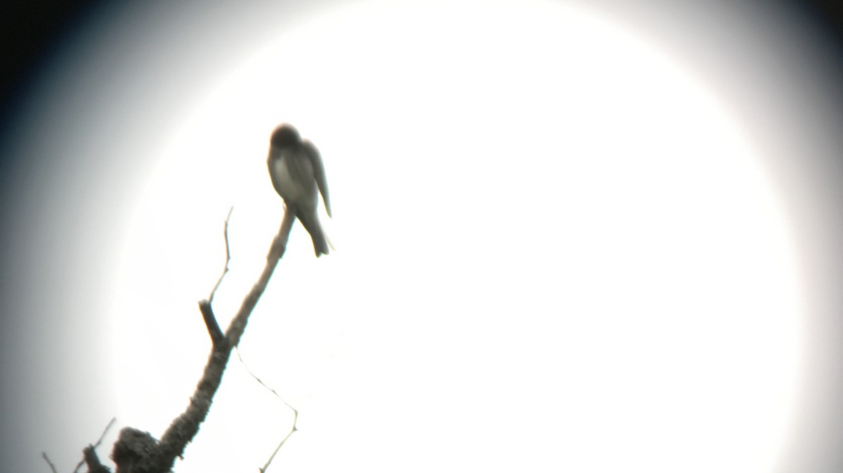 Olive-sided Flycatcher - James Fox