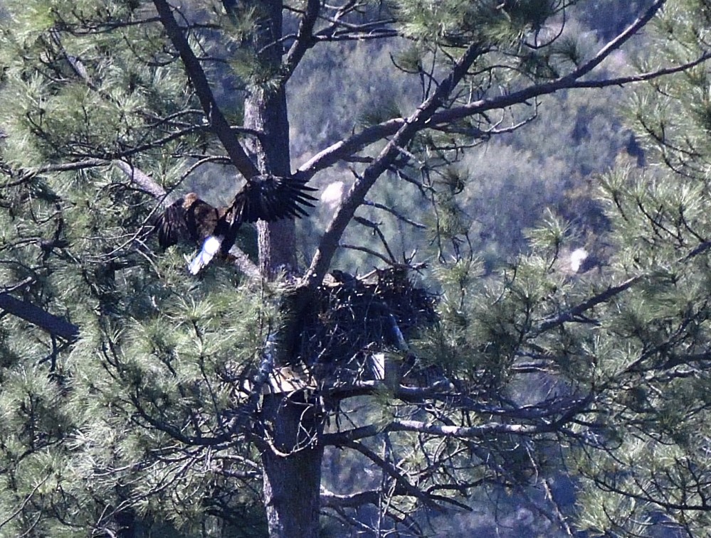 Weißkopf-Seeadler - ML97197931