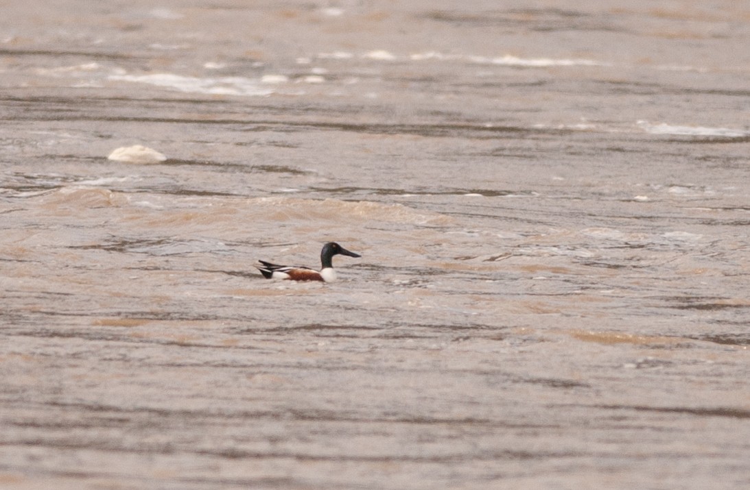 Northern Shoveler - Ken Wright