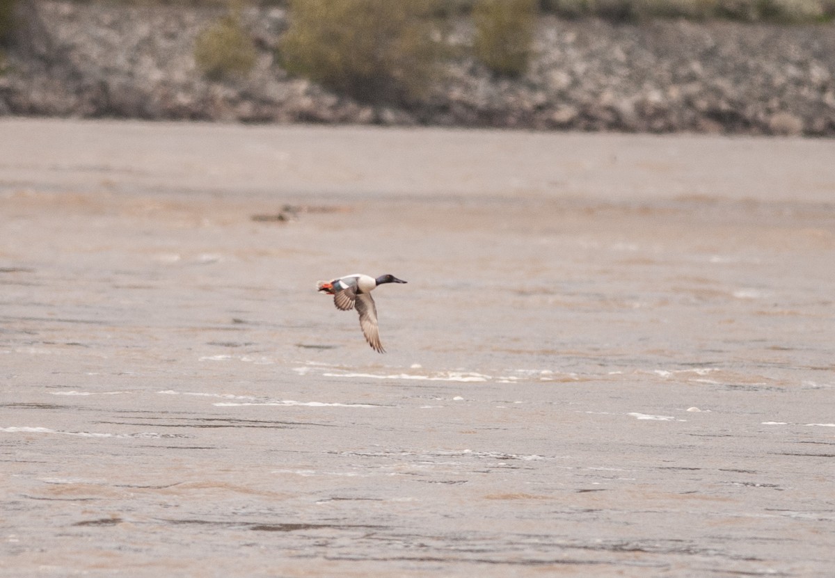 Northern Shoveler - ML97198071