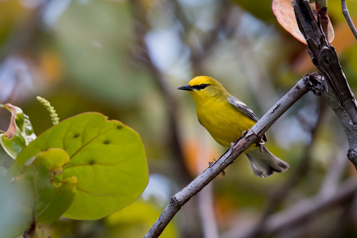 Blue-winged Warbler - Melissa James