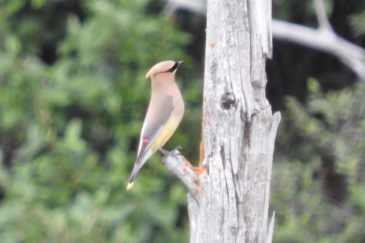 Cedar Waxwing - ML97203281