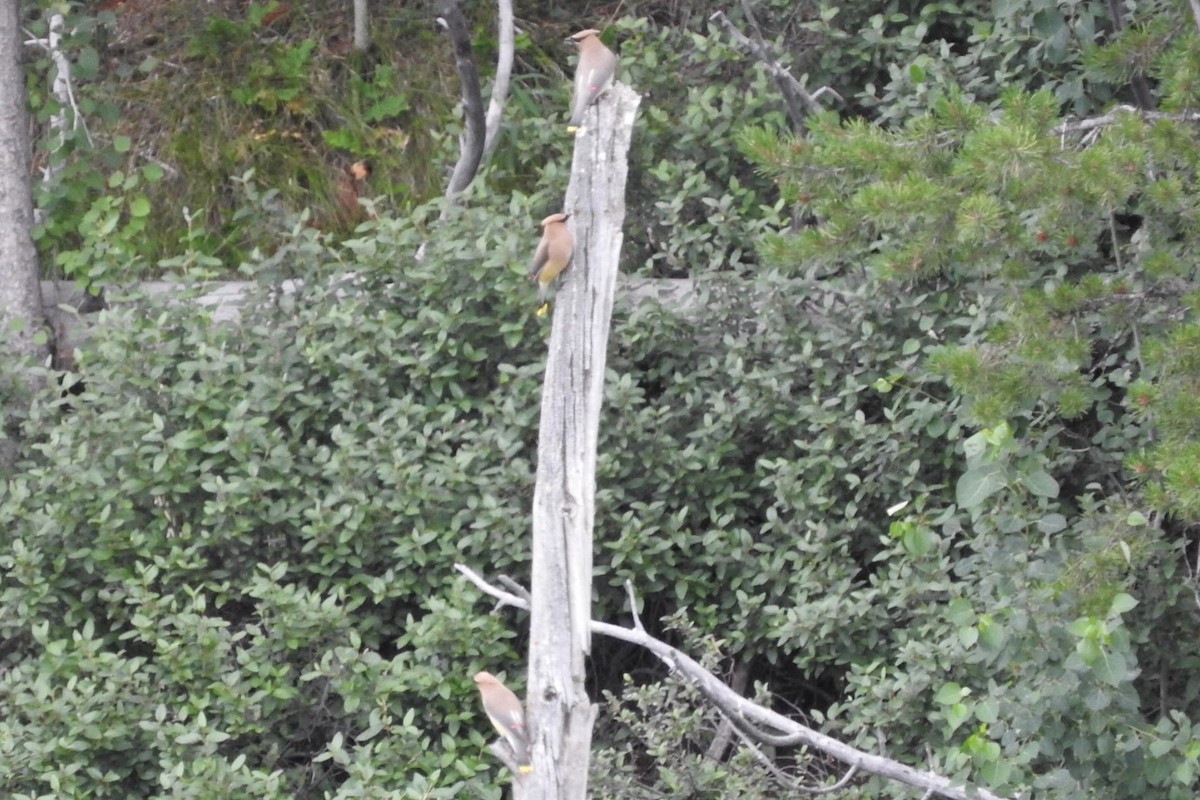 Cedar Waxwing - ML97203321