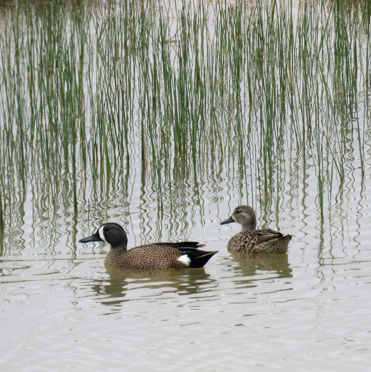 Blue-winged Teal - ML97205691