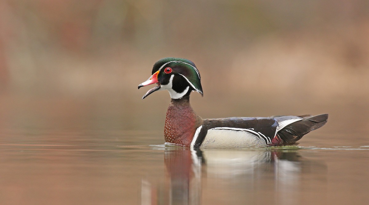 Wood Duck - ML97206591