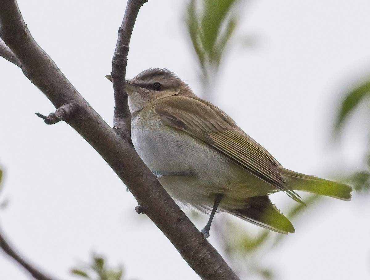 rødøyevireo - ML97208051