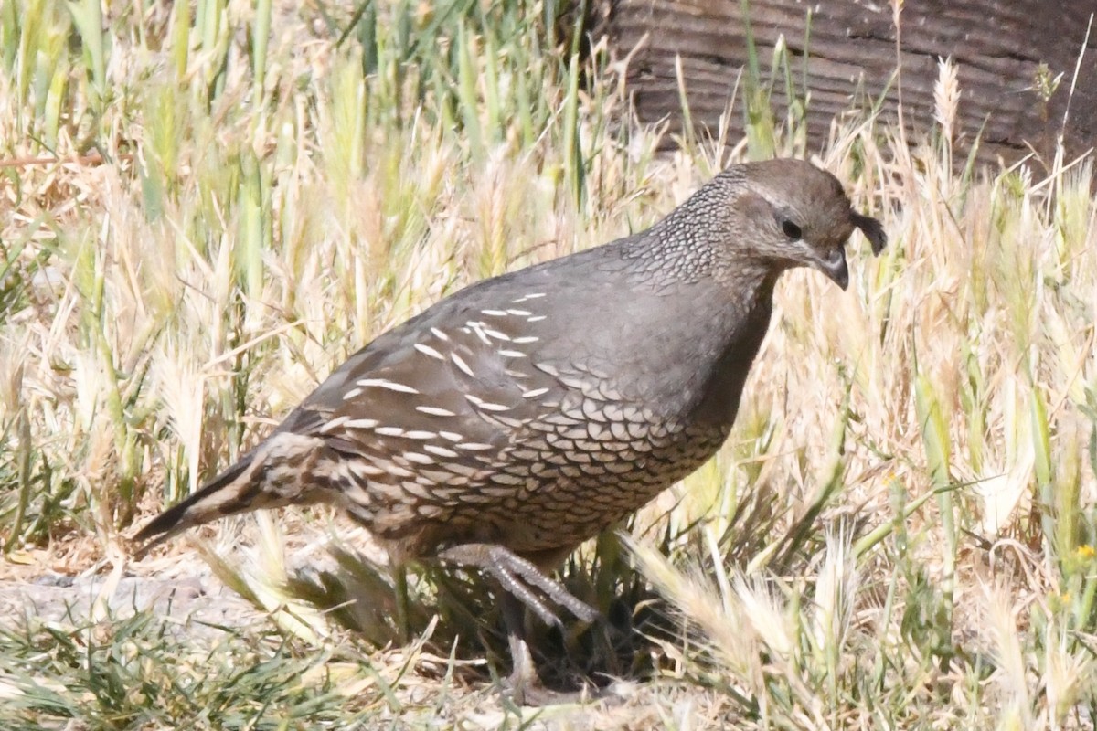 California Quail - ML97208151