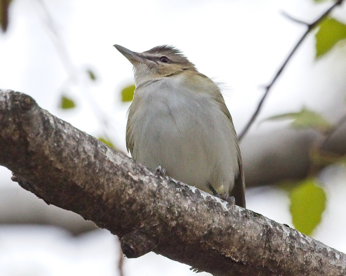 Red-eyed Vireo - ML97208171