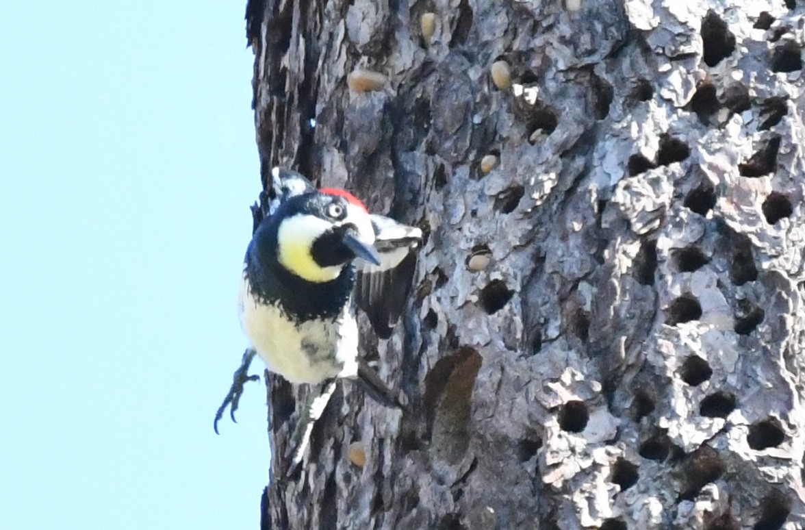 Acorn Woodpecker - ML97208291